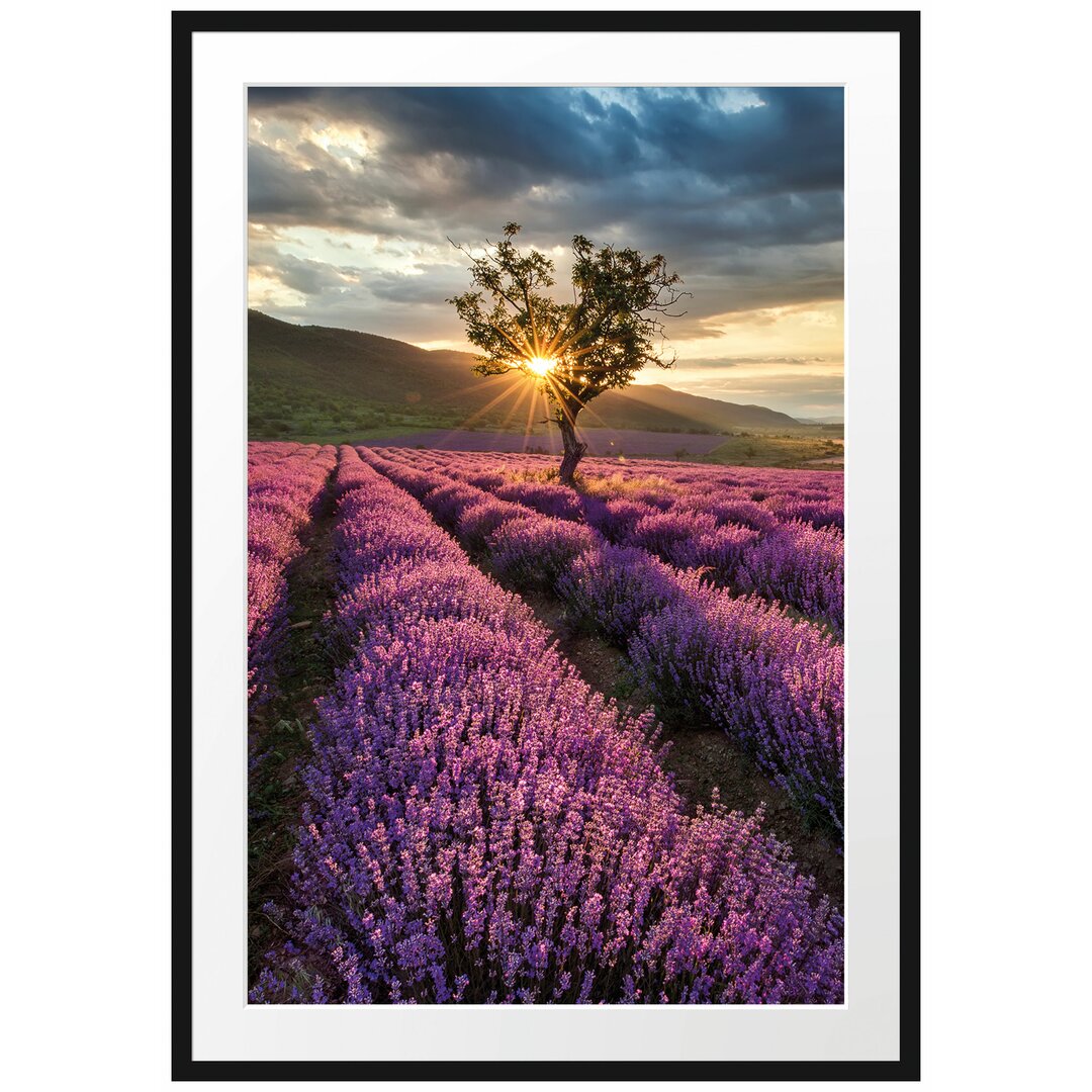 Gerahmtes Poster Lavendel Provence mit Baum