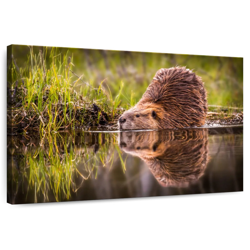 Beaver, 30" H x 45" W