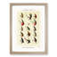 Trout Fishing Flies Version 9 by Mary Orvis Marbury - Picture Frame Painting Print-55764988-55764991