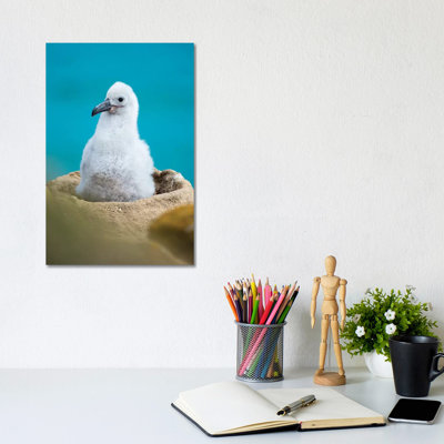 Chick On Tower-Shaped Nest. Black-Browed Albatross Or Black-Browed Mollymawk, Falkland Islands. by Martin Zwick - Wrapped Canvas Print
