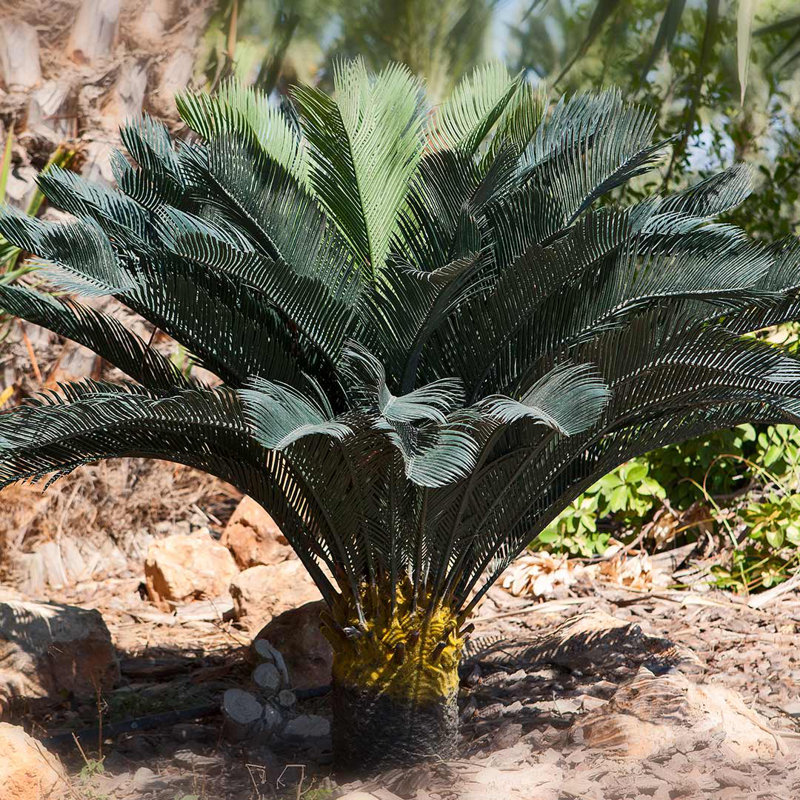 28cm Faux Palm Plant in Pot