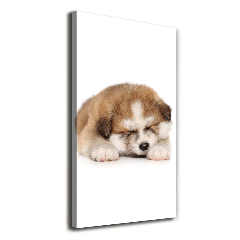 Small Cats - Wrapped Canvas Print