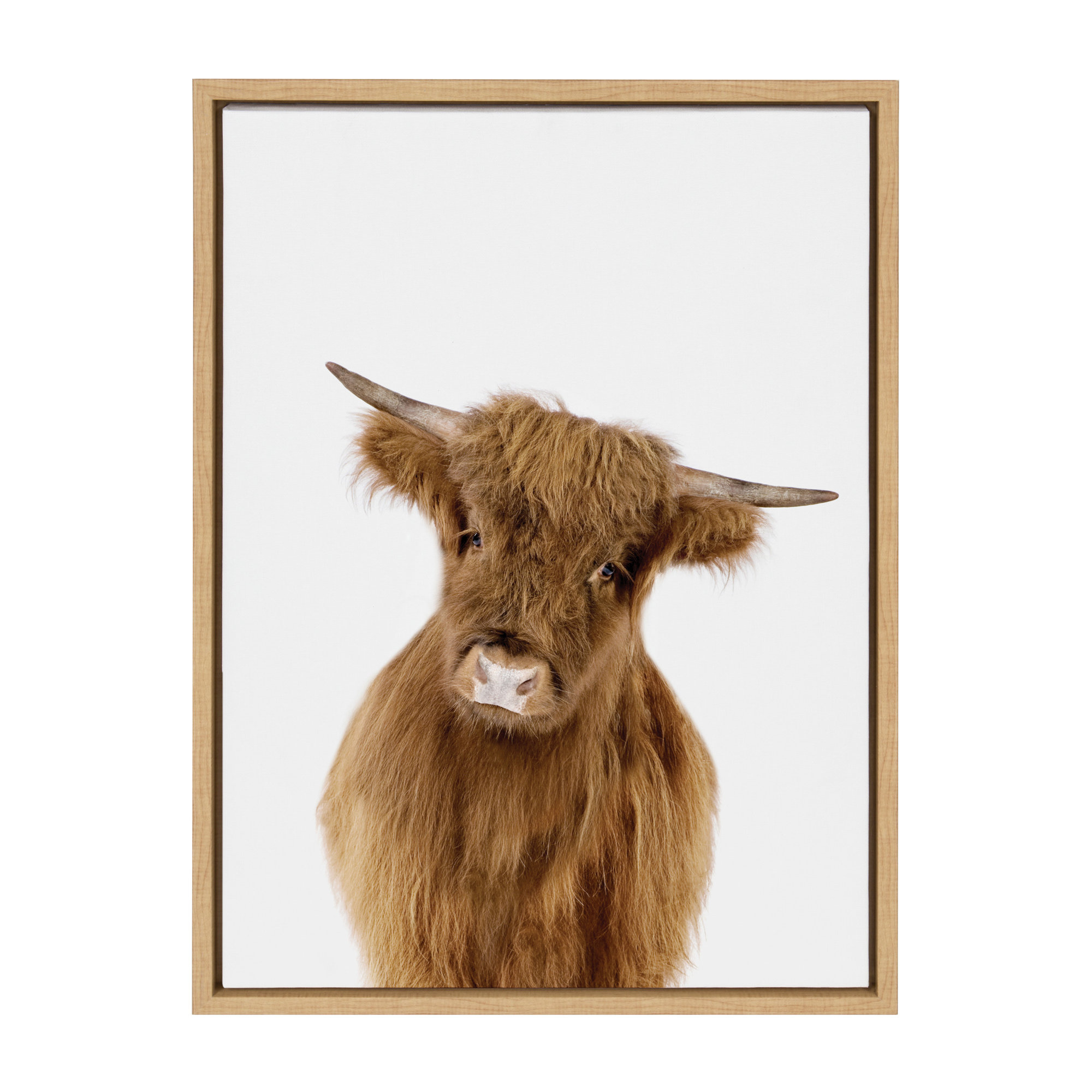 Baby Highland Calf Graphic Art on Canvas, 18" x 24", Natural Framed