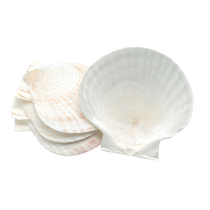 Coquillages naturels Nantucket, 5 po, ensemble de 4