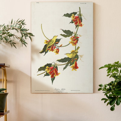 Pl 65 Rathbone Warbler - Reproduction d'art sur toile tendue