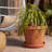 Terra Traditional Plastic Indoor/Outdoor Pot Planter-706139605-759619941