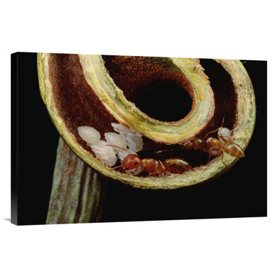 Carpenter Ants And Pupae Nest Safely In Tendril Of Carnivorous Pitcher Plant, Borneo - Single Picture Frame Photograph on Framed Canvas