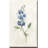 Farmhouse Periwinkle II by Carol Robinson - Wrapped Canvas Painting-317447827