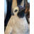 Young Penguin Statue