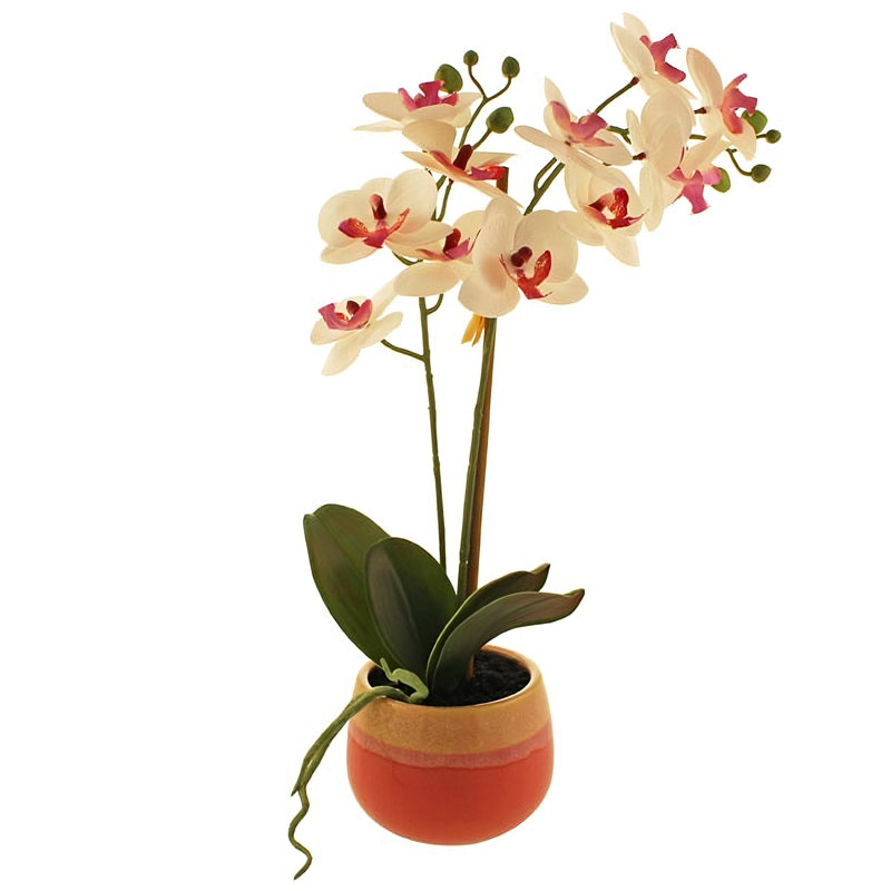Orchid Arrangement