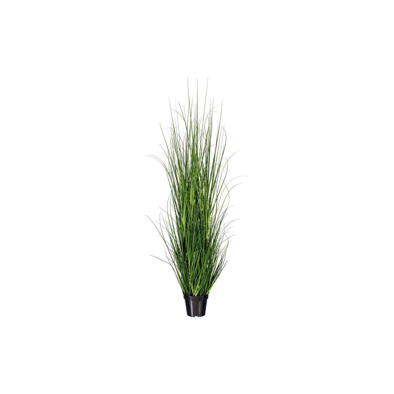 Potted Green Lemongrass., 24" H x 6" W x 6" D