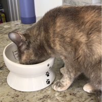 Y YHY Elevated Cat Food Elevate Feeder & Reviews