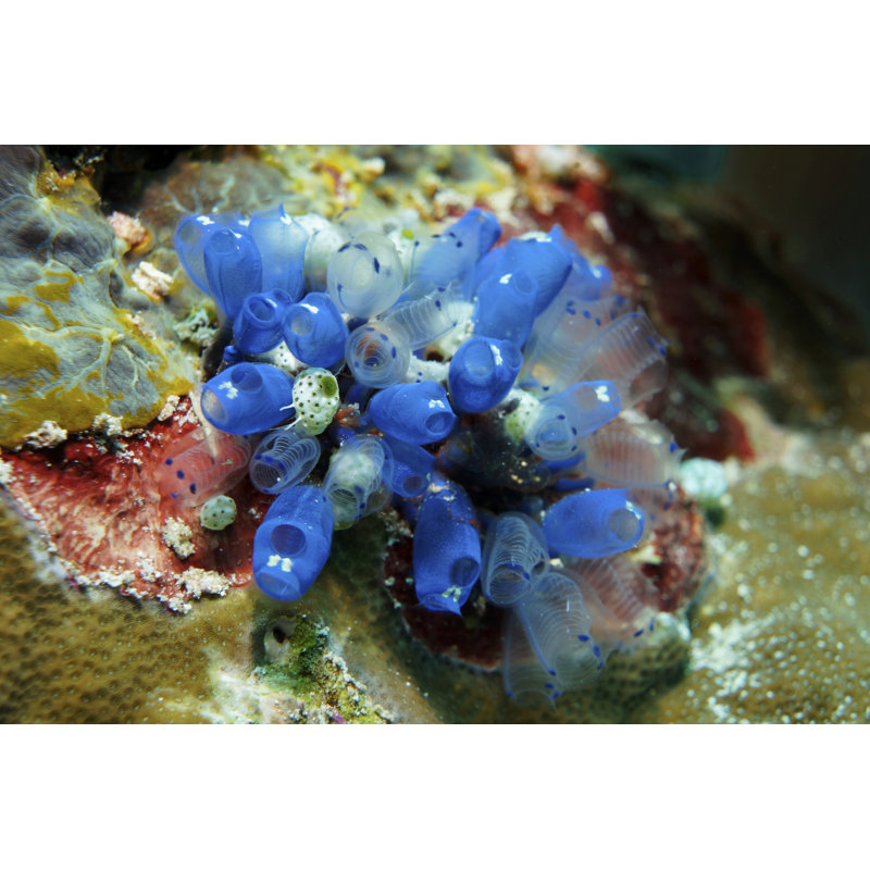 Clear Social Tunicates by JerryLudwig - Wrapped Canvas Print, 20cm H x 30cm W