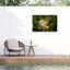 Tulipes bolognaises sur toile-98095105