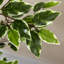 130cm Faux Ficus Tree in Cement Pot