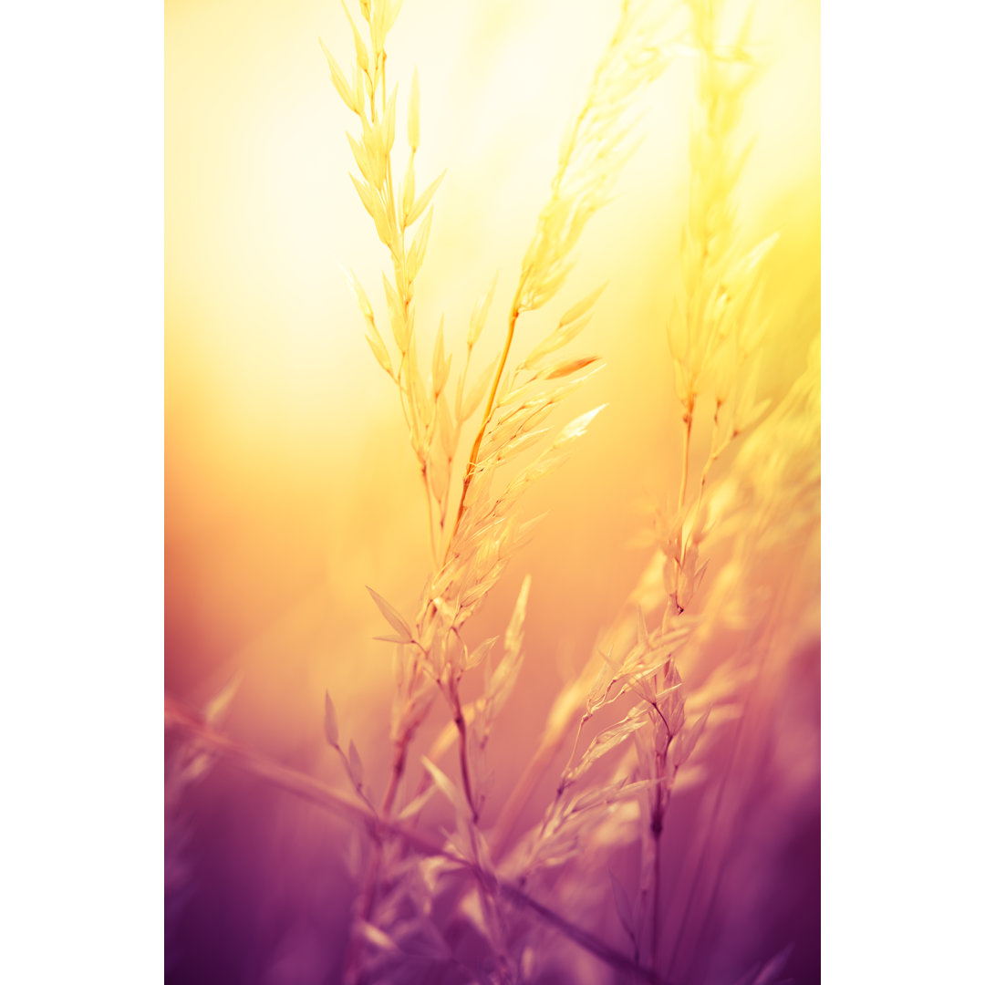 Silhouette Of Wildflowers von Pawel.Gaul - Leinwanddrucke auf Wrapped Canvas