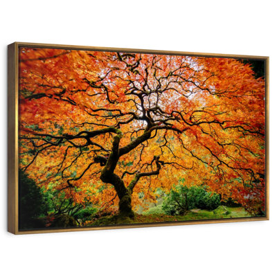 Automne érable japonais