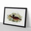 Blue Billed Duck by Elizabeth Gould - Picture Frame Painting Print-55544366-55544367