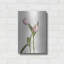 «Light Tulips IV» par Debra Van Swearingen-1606641091
