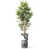 Tree Ring Grey