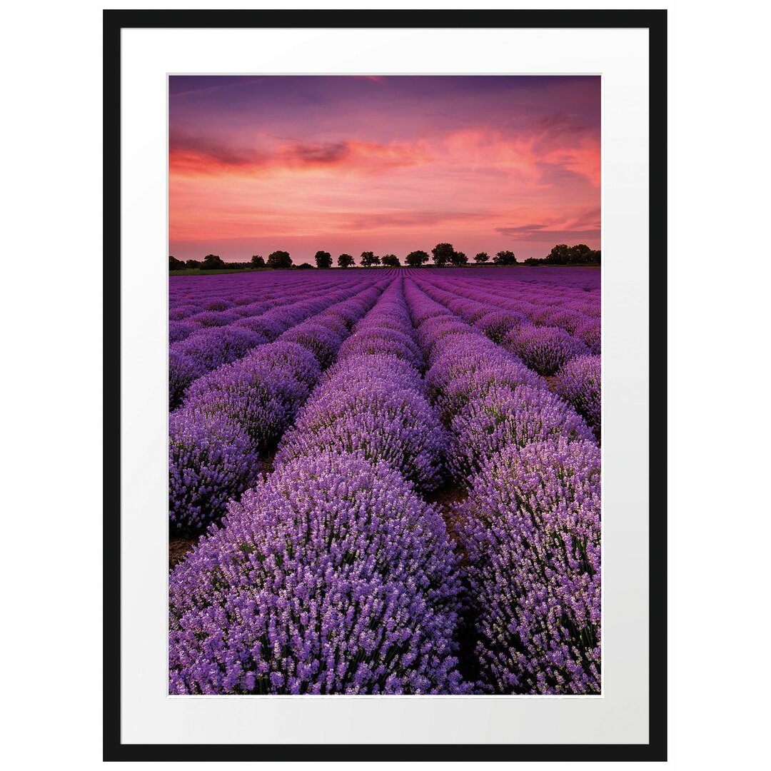 Gerahmtes Poster Wunderschöne Lavendel Provence