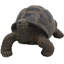 Figurine Keytesville Galapagos