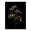 Pressed Botanical Giclees On Black Set by Sandy Whitaker-214565507-214565506