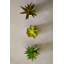 10cm Faux Succulent Plant in Ceramic Pot-891229245