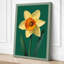 Daffodil Study Botanical - Wrapped Canvas-570533568-570533594