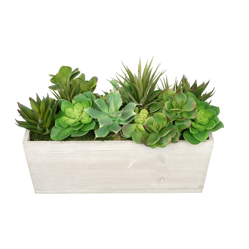 Plante grasse artificielle 5,5 po en pot, Blanc