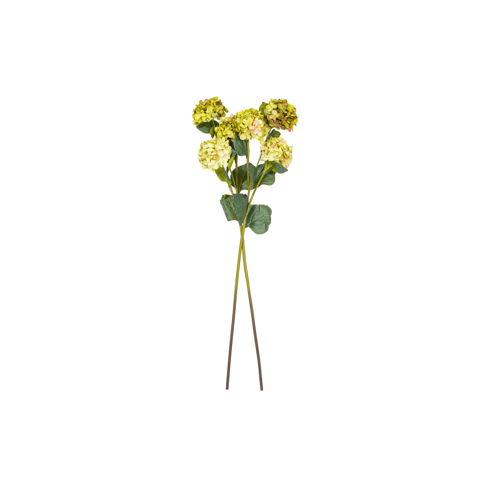 Hydrangea Stem, Green
