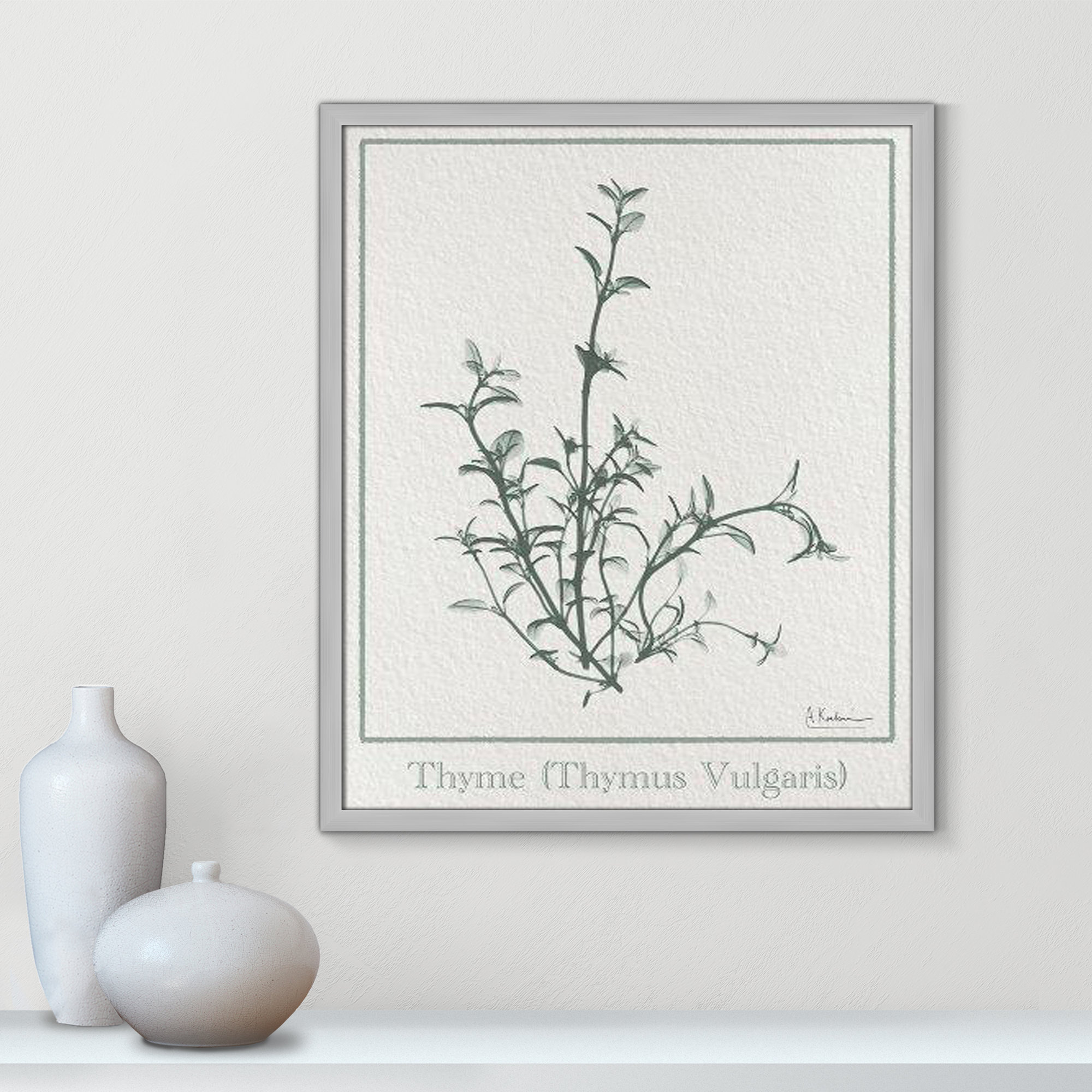 Thymus Vulgaris Framed On Paper by Albert Koetsier Print, 25.5" H x 21.5" W x 1.25" D, Matte Silver Framed Paper