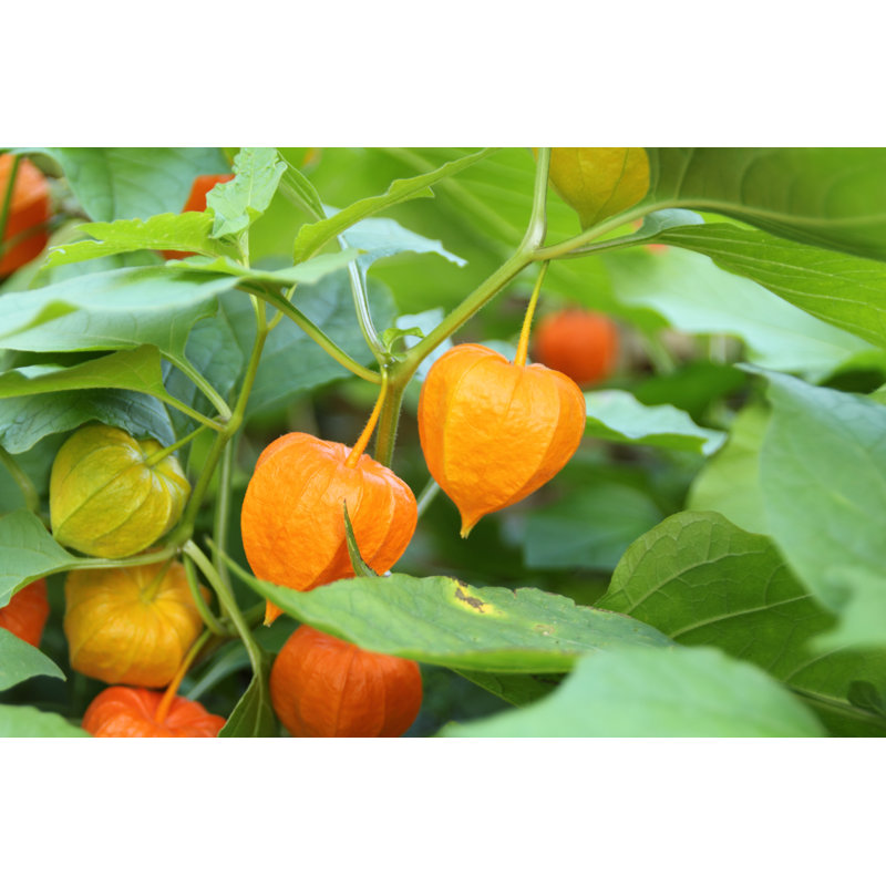 Physalis alkekengi, 81cm H x 122cm W