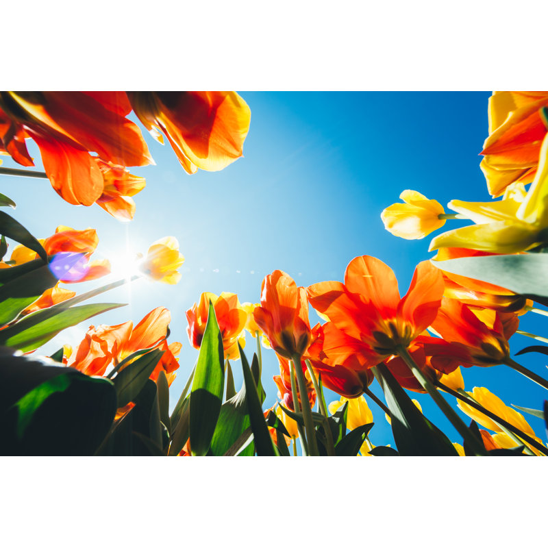 Tulips From Below by Borchee - No Frame Art Prints on Canvas, 81cm H x 122cm W