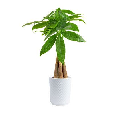 Plant Money Tree in Planter