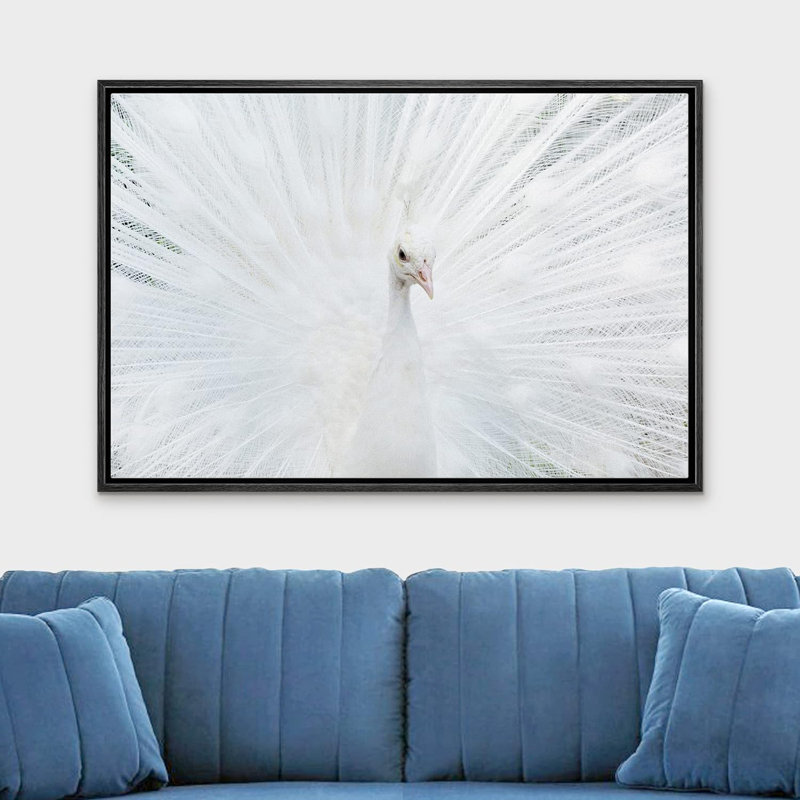 «Animals Vibrant Bright White Peacock Bird» sur toile, H 24 po x l 36 po x P 1,5 po, Cadre noir