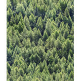 Woods and Wicker Collection Green Pine Forest Wallpaper Roll