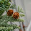 PUZZELWOOD FIR - 26 Inch Wreath with 50 8 Function Lights