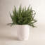Fern Plant in Basket