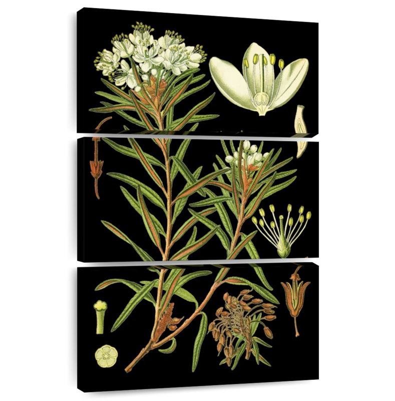 Harnek Marsh Labrador Tea Plant, 50" H x 32" W