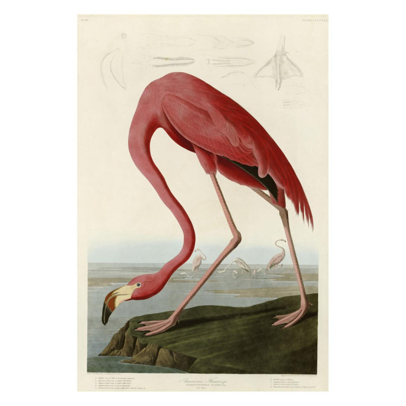 «American Flamingo» par John James Audubon - estampe numérique, H 28 po x l 22 po