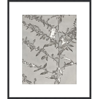 Lucent Botanicals 4 Print by Darrell Kincer