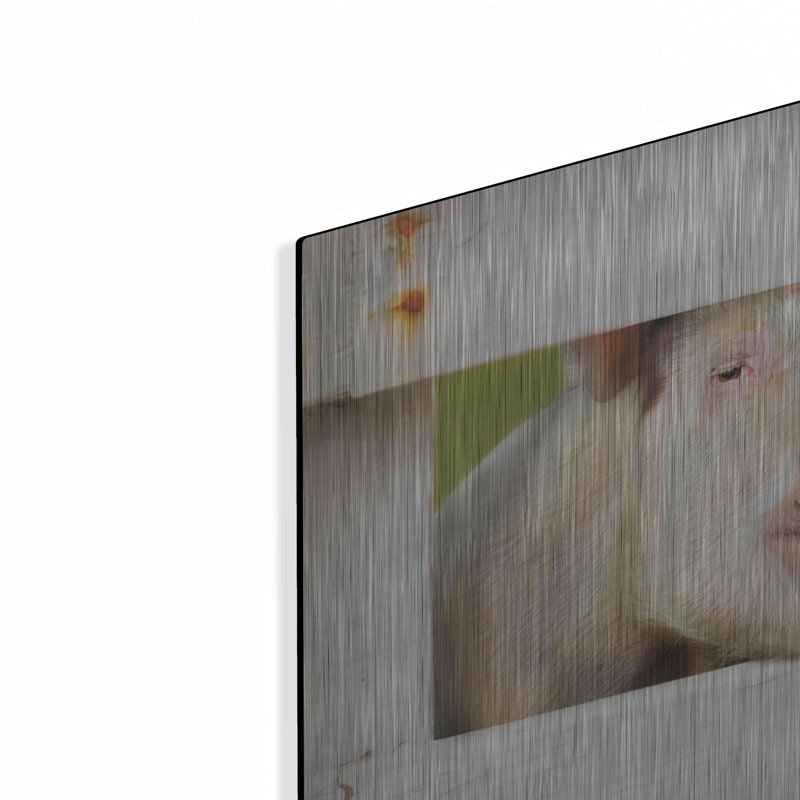 «Pig At Fence» par Lori Deiter sur métal, H 16 po x l 24 po