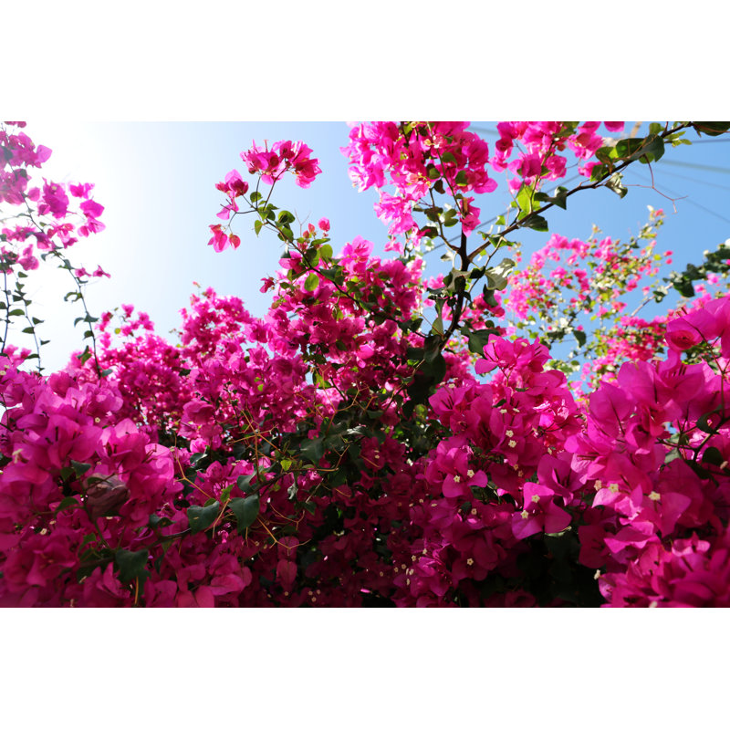 Bougainvillea by Socha - Wrapped Canvas Print, 20cm H x 30cm W