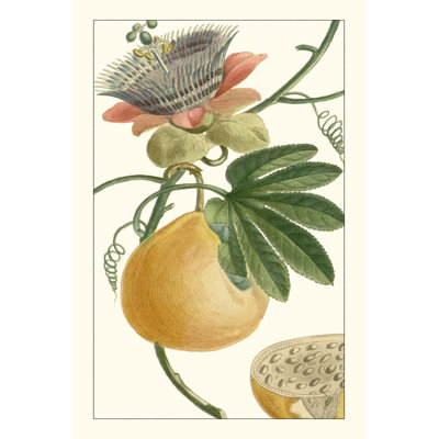 Turpin exotique botanique III