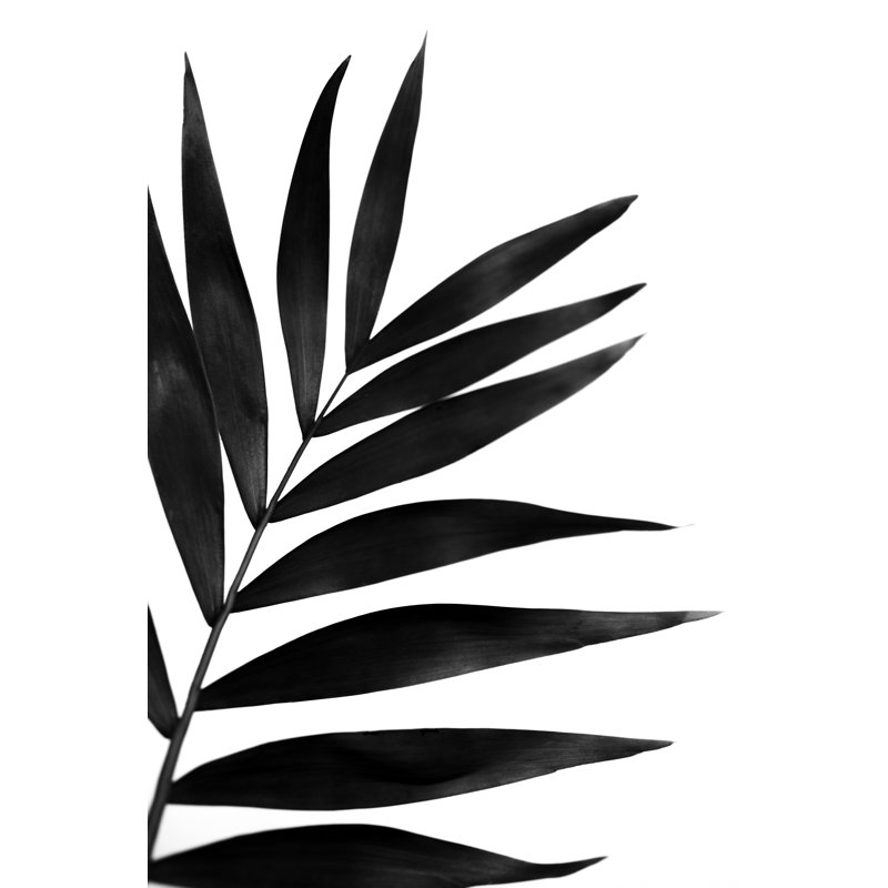 Black Palms I by Renée W. Stramel - Drawing, 76cm H x 51cm W, Wrapped Canvas