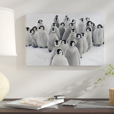Emperor Penguin Chicks, Snow Hill Island, Antarctica - Single Picture Frame Photograph on Framed Canvas