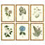 Pressed Botanical Set by Sandy Whitaker-1649909146-1649909142