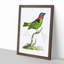 Collared Tanager Bird by George Shaw - Framed Print-55621233-55621232