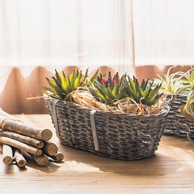 Barrel Planter
